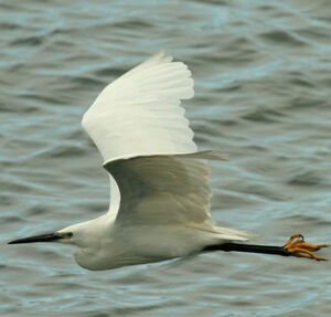 Aigrette garzette