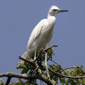 Aigrette garzette