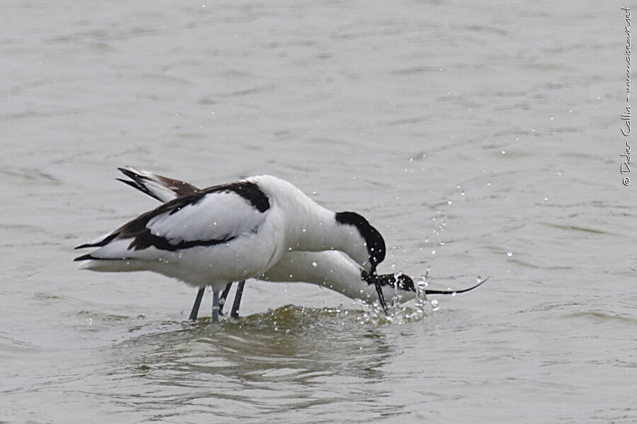 Pied Avocetadult, courting display