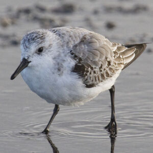 Bécasseau sanderling