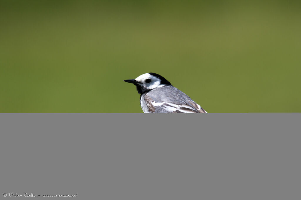 White Wagtailadult, identification