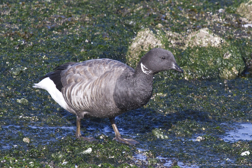 Brant Goose, identification