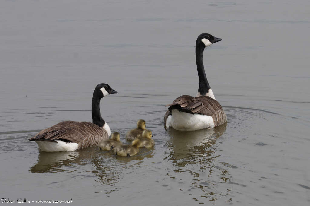 Canada Goose, swimming, Reproduction-nesting