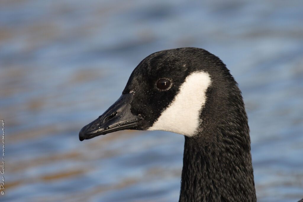 Canada Goose, close-up portrait