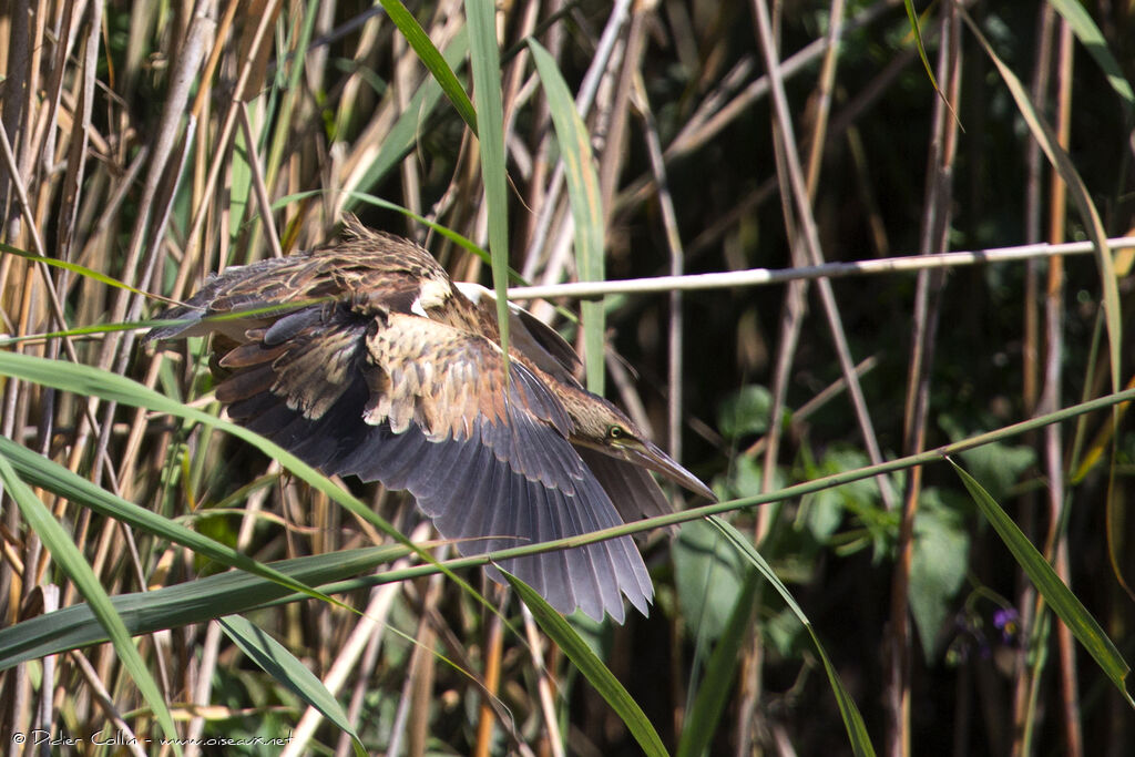 Little Bittern female juvenile, Flight