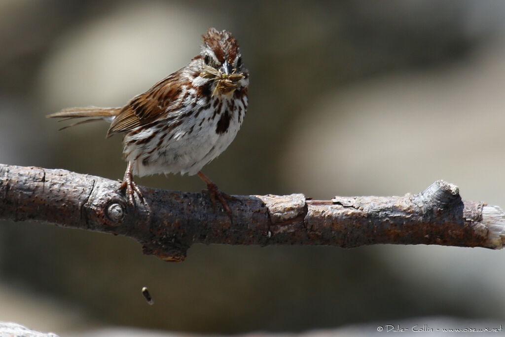 Song Sparrowadult, identification, feeding habits