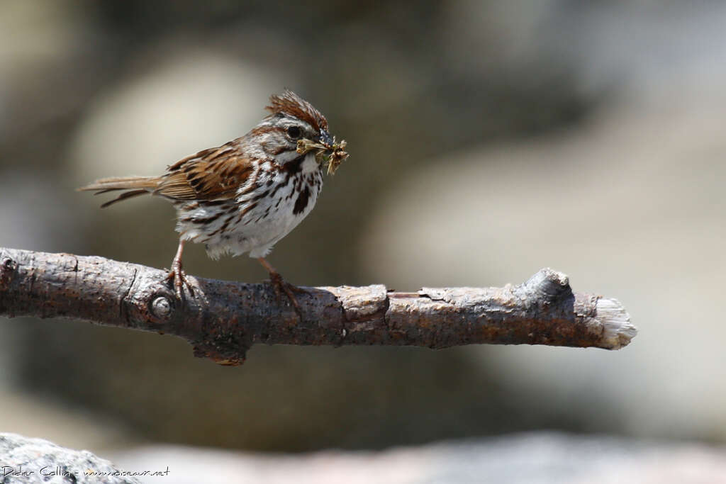 Song Sparrowadult, feeding habits