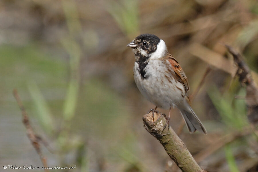 Common Reed Bunting male, identification