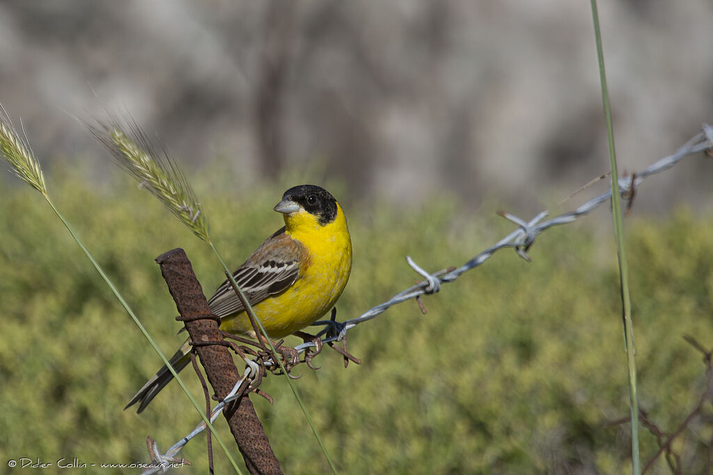 Black-headed Bunting male adult