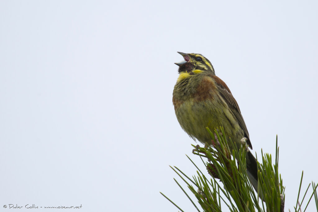 Cirl Bunting male adult, song