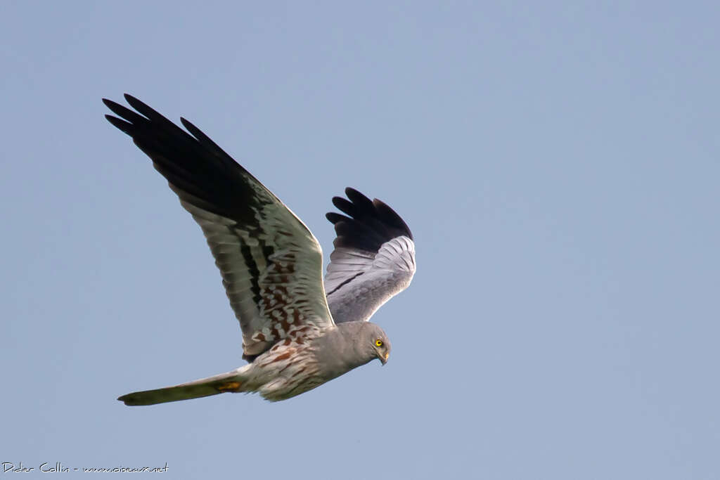 Montagu's Harrier male adult breeding, pigmentation, Flight