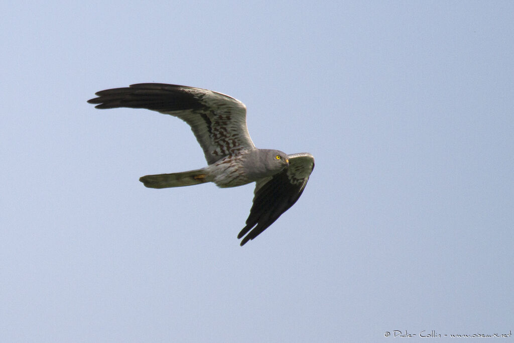Montagu's Harrier male adult breeding, Flight