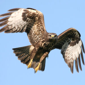 Buse variable