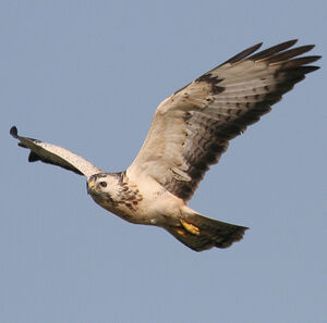 Buse variable