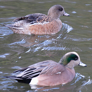 Canard à front blanc