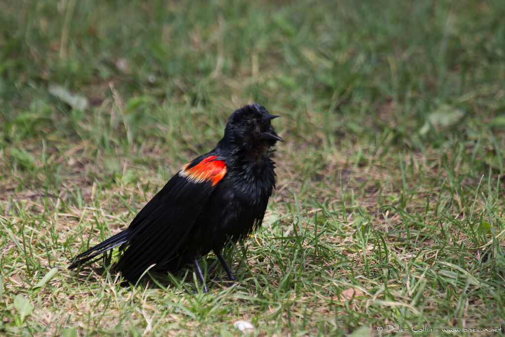 Red-winged Blackbird male adult, Behaviour