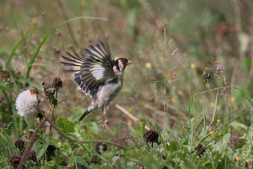 Chardonneret élégant, Vol