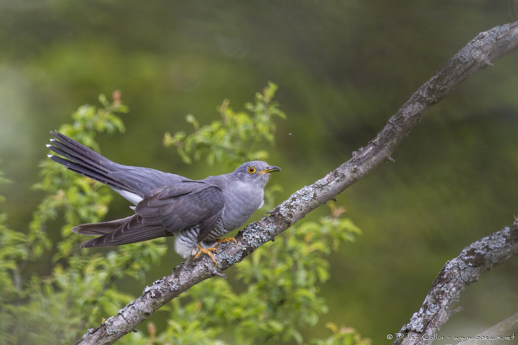 Common Cuckoo male adult breeding