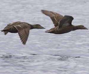 Eider à duvet