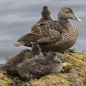 Eider à duvet