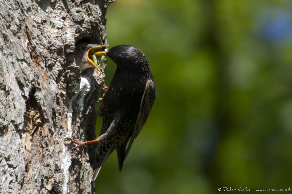 Common Starlingadult, feeding habits, Reproduction-nesting