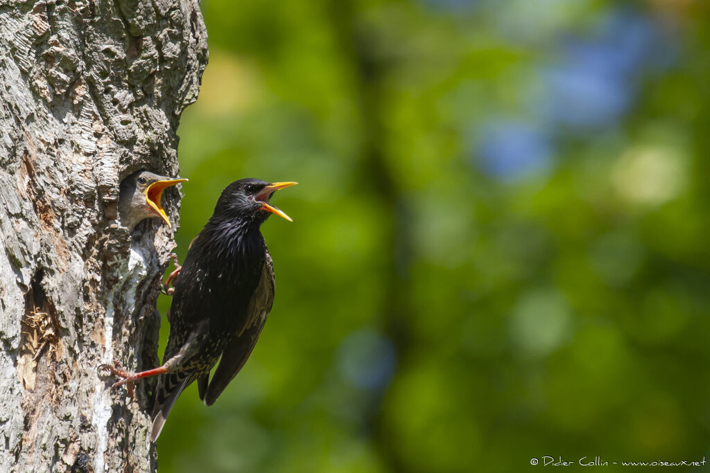 Common Starling, Reproduction-nesting