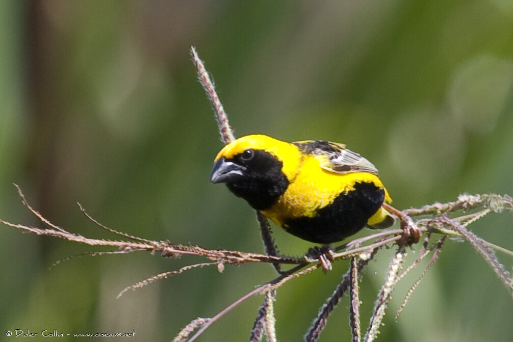 Yellow-crowned Bishop male, identification