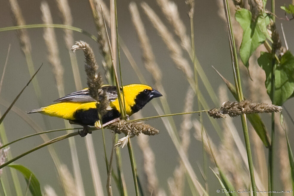 Yellow-crowned Bishop male