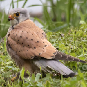 Faucon crécerelle