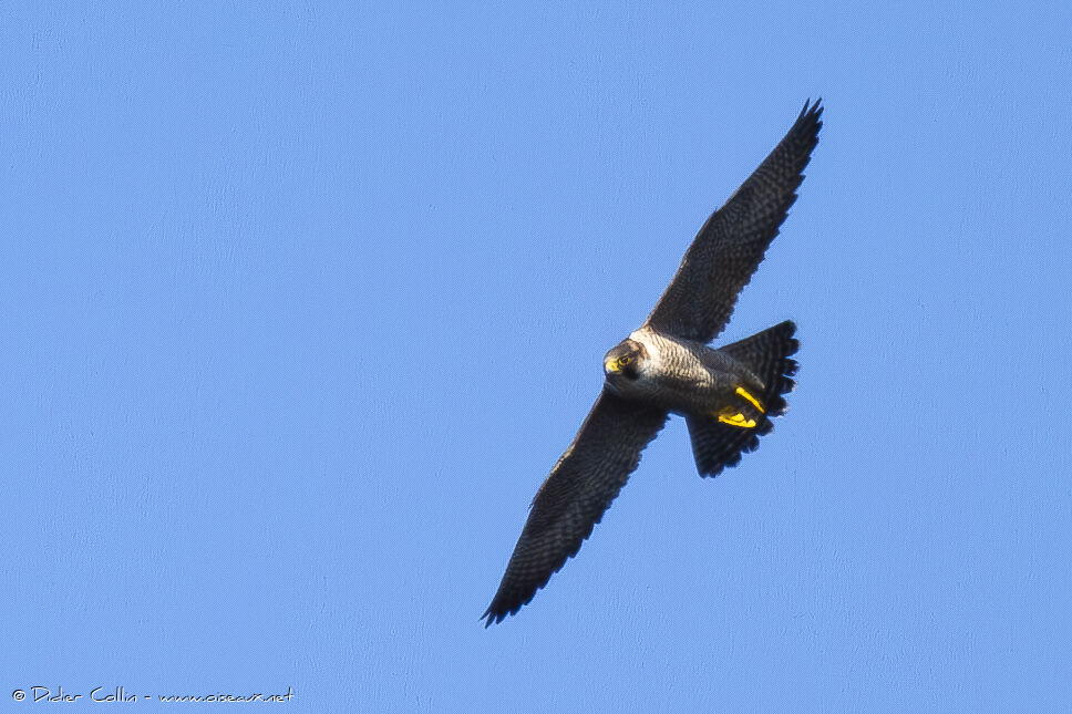 Peregrine Falcon (pelegrinoides) male adult