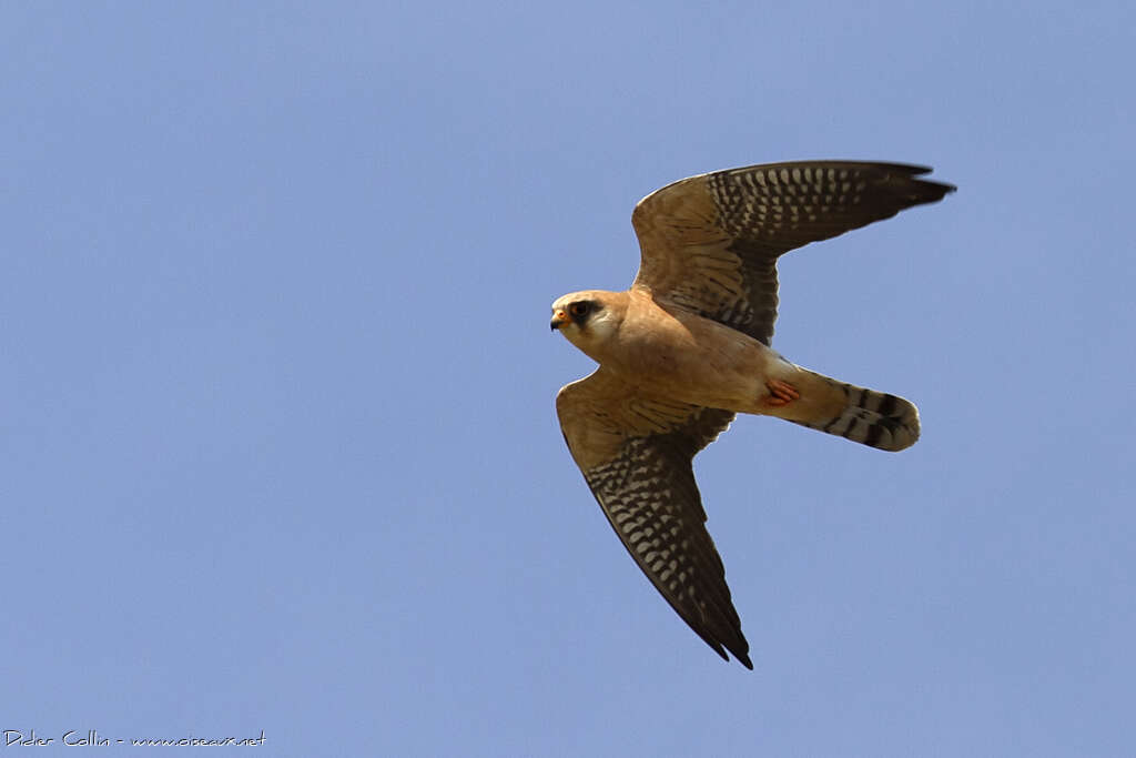 Red-footed Falcon female adult breeding, Flight