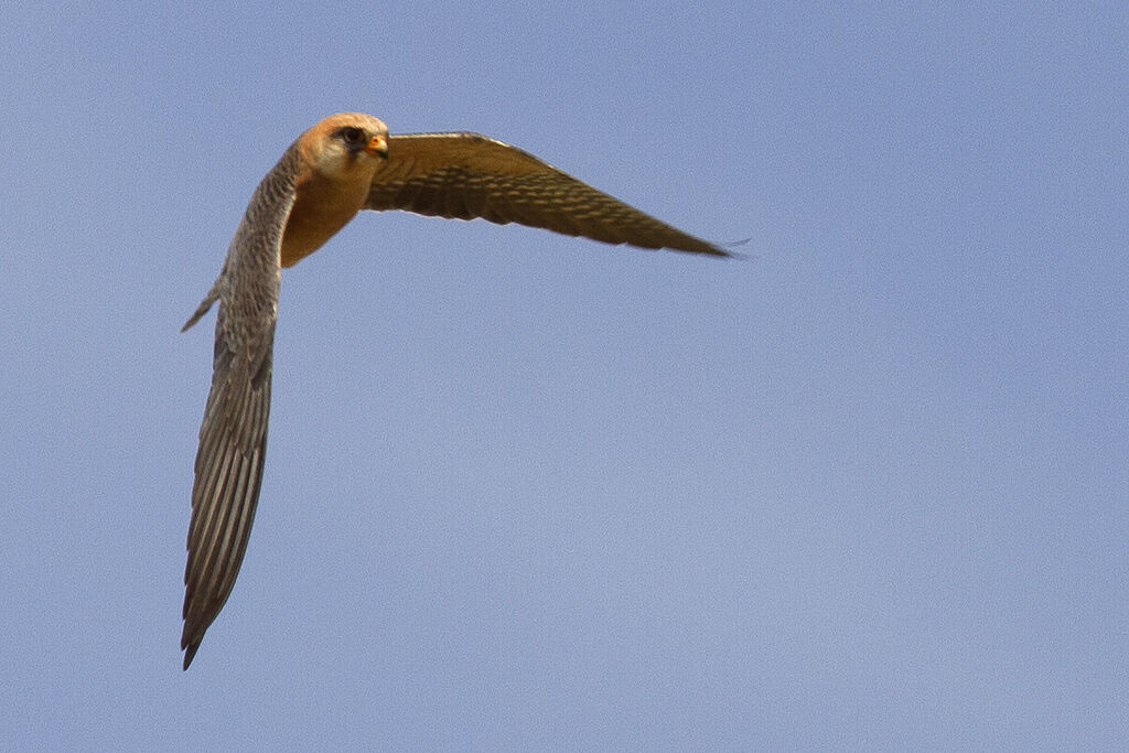 Red-footed Falcon female adult, Flight