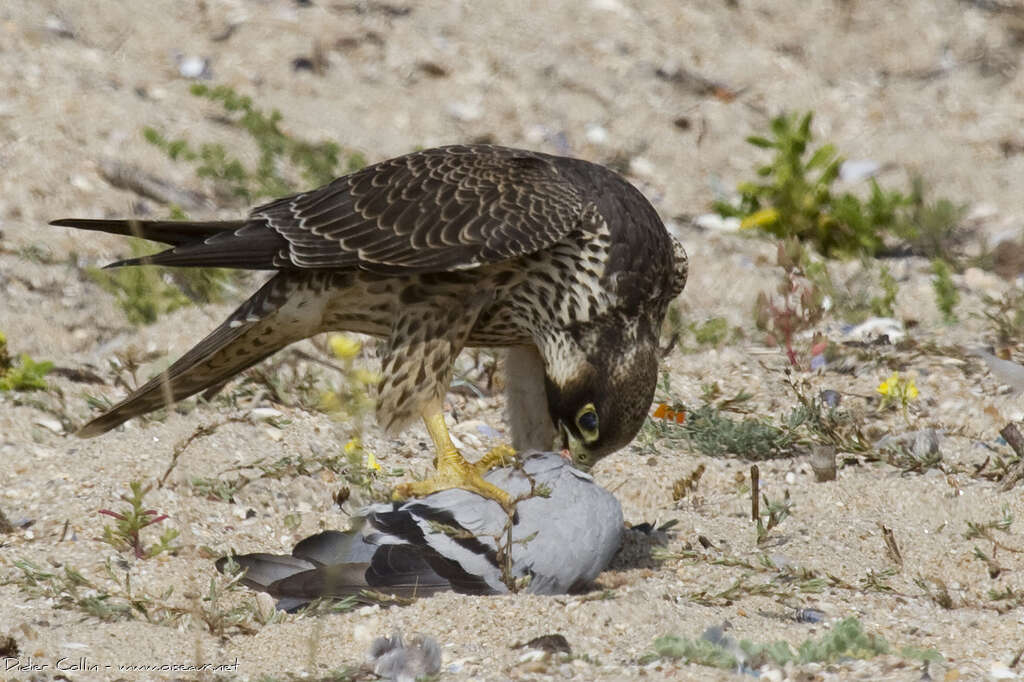 Peregrine Falconjuvenile, feeding habits, Behaviour