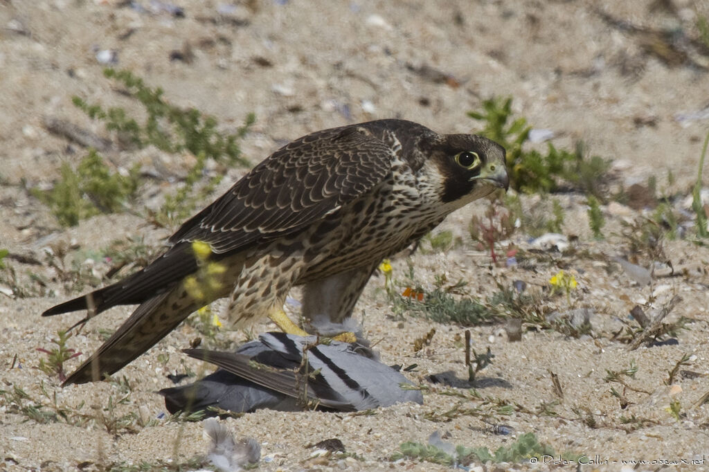 Peregrine Falconjuvenile, identification, feeding habits, Behaviour