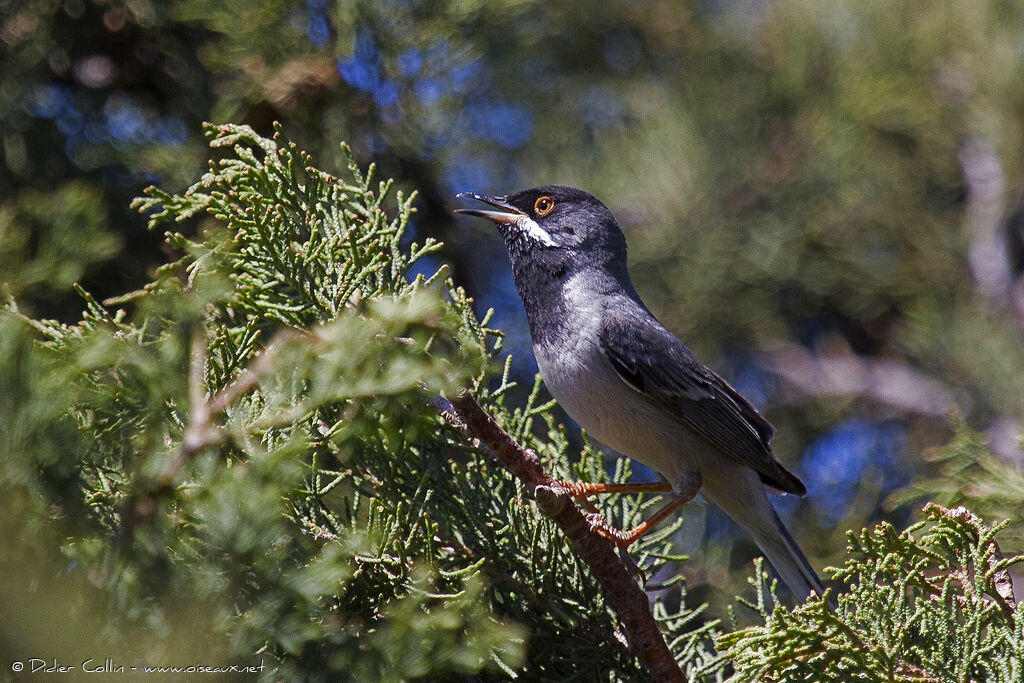 Rüppell's Warbler male adult, identification, song