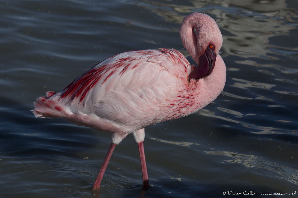 Lesser Flamingoadult, identification