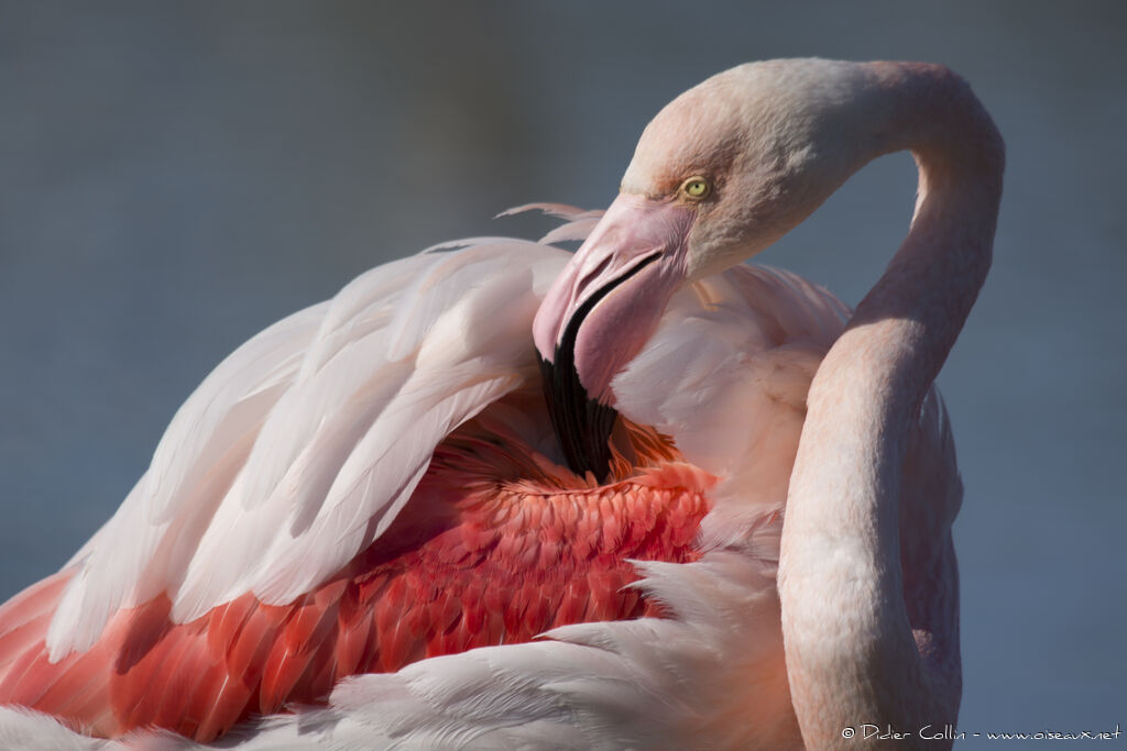 Greater Flamingoadult, care, pigmentation, Behaviour