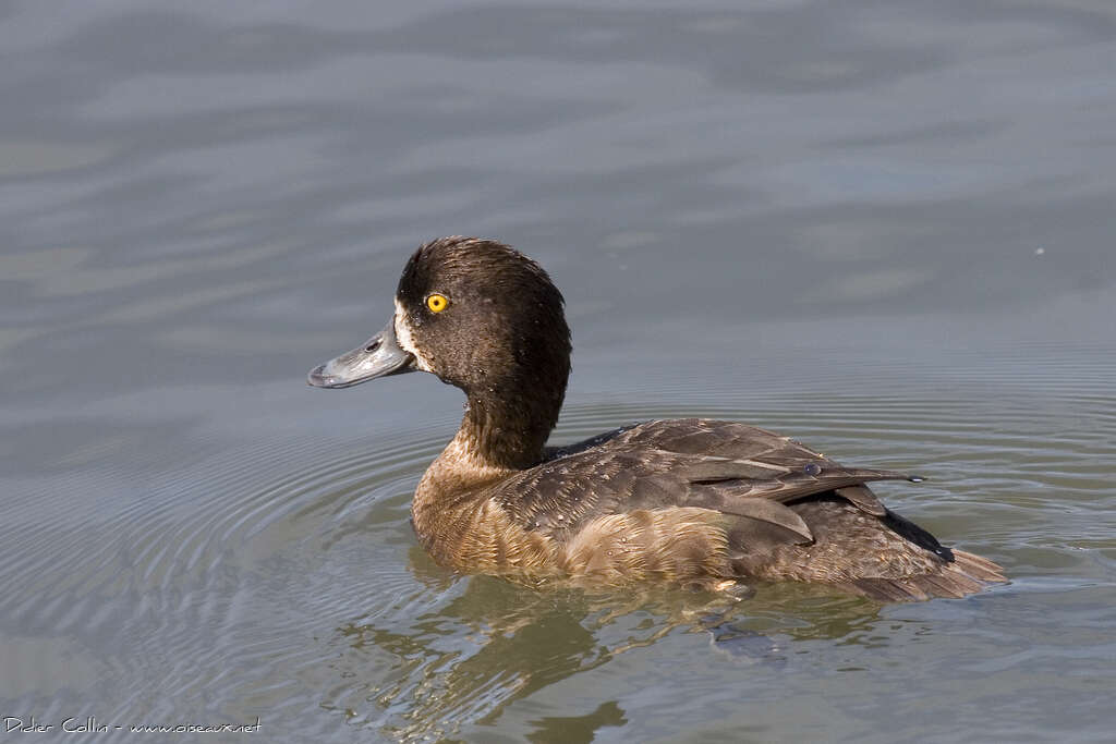 Tufted Duck female adult post breeding, identification
