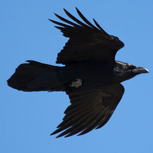 Grand Corbeau