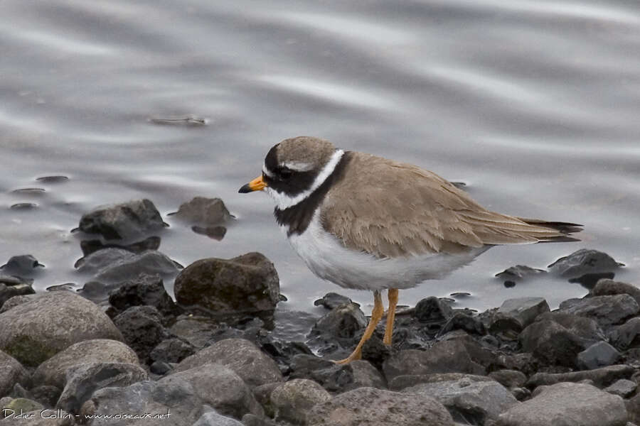 Common Ringed Plover female adult, identification