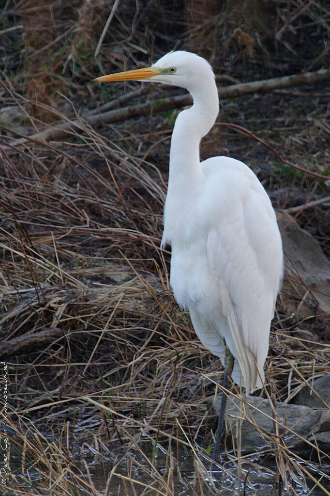 Great Egret, identification