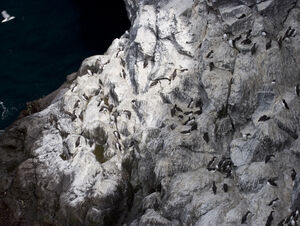 Guillemot de Troïl