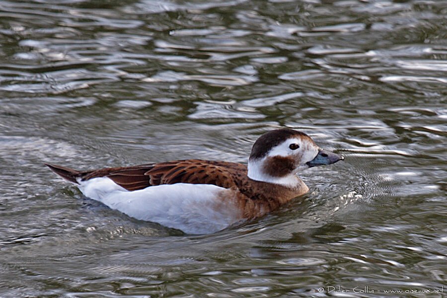 Long-tailed Duck female adult