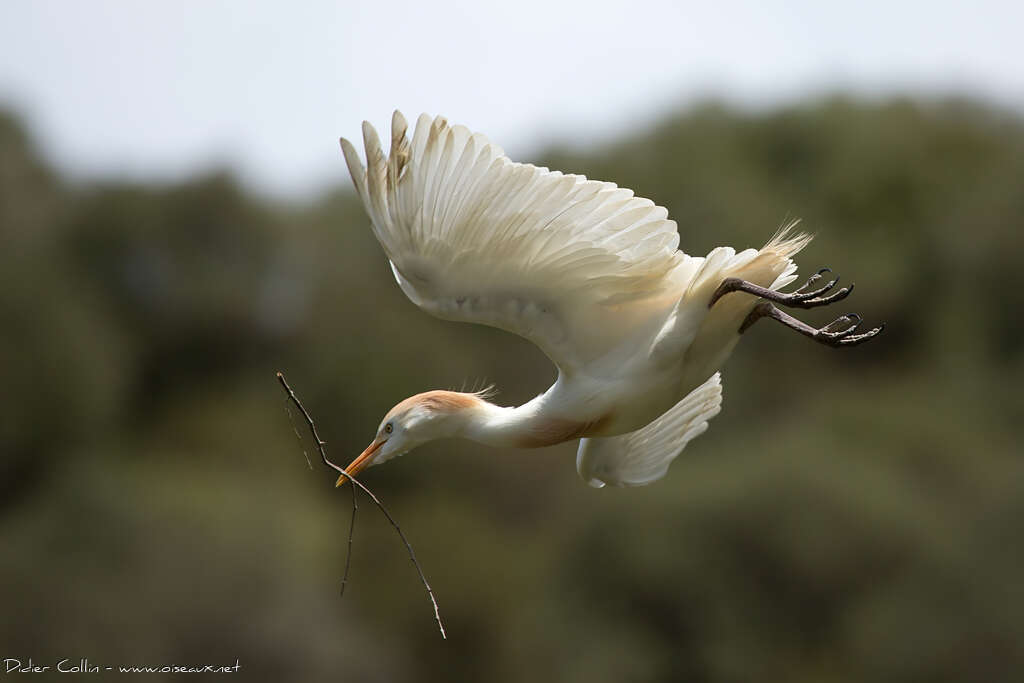 Western Cattle Egret, Flight, Reproduction-nesting