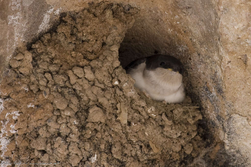 Common House Martinjuvenile, Reproduction-nesting