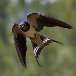 Hirondelle rustique