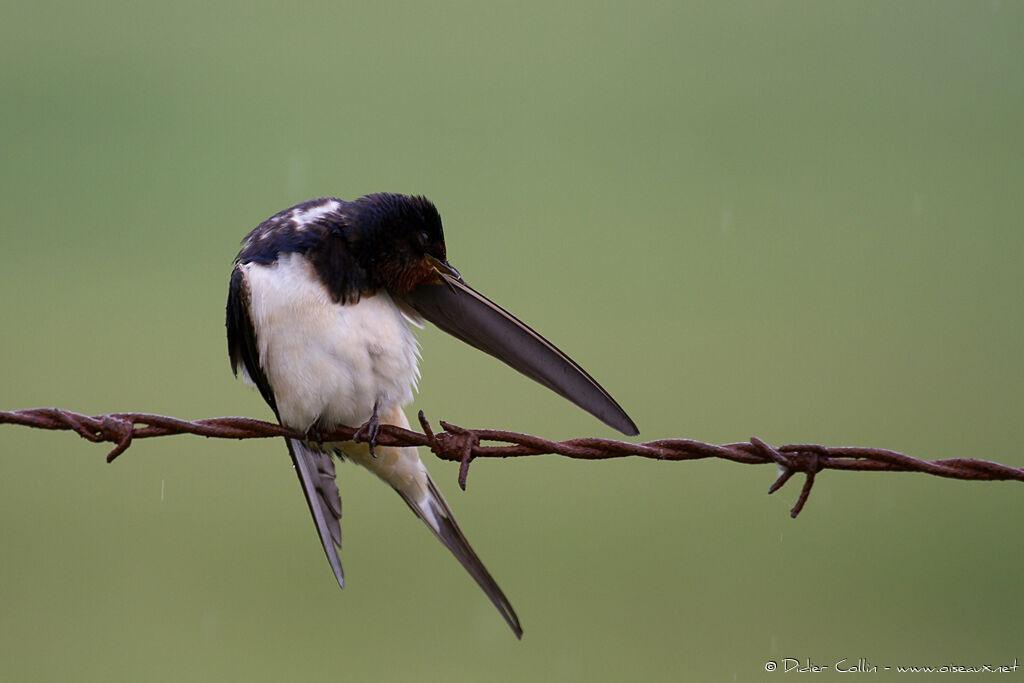 Barn Swallow male adult, care