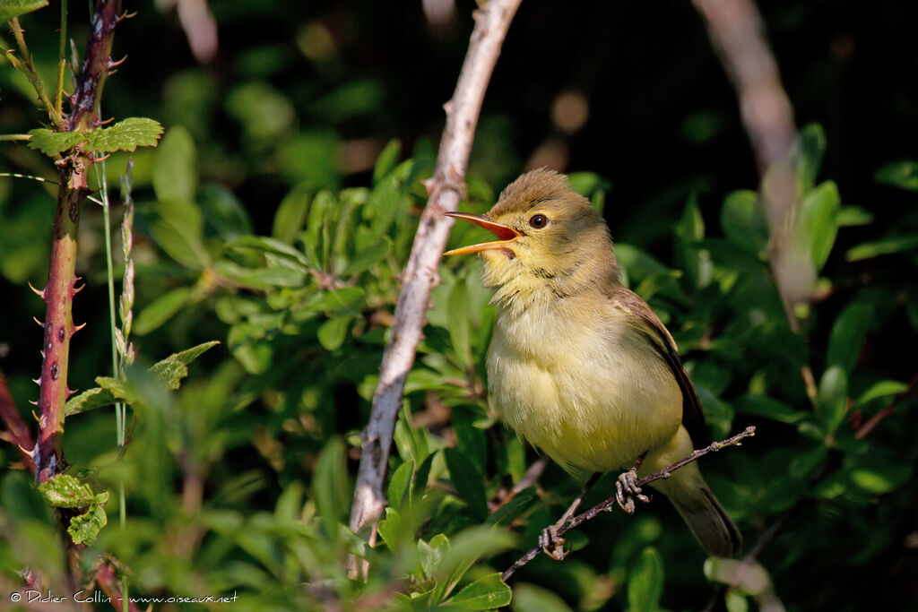 Melodious Warbler male adult, song