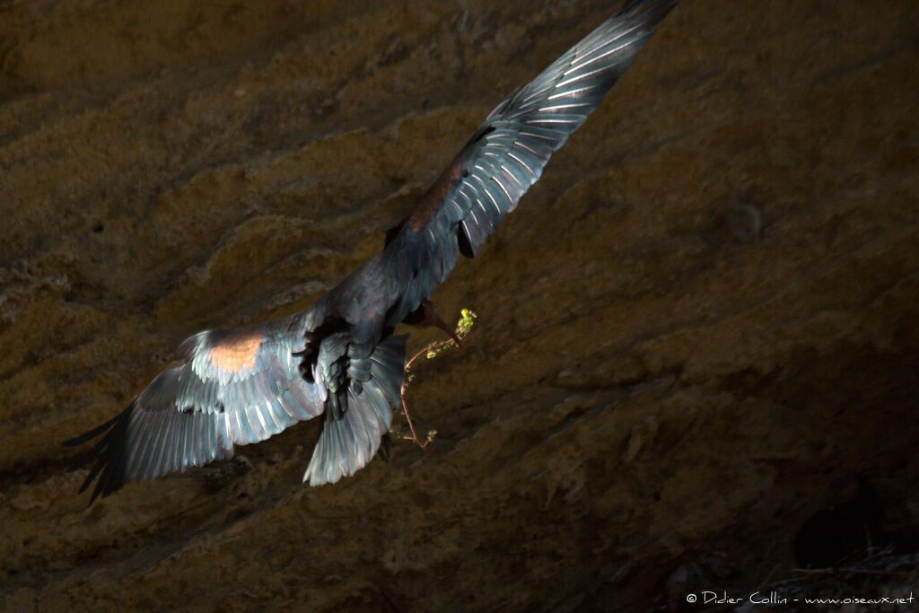 Northern Bald Ibisadult, Flight, Reproduction-nesting