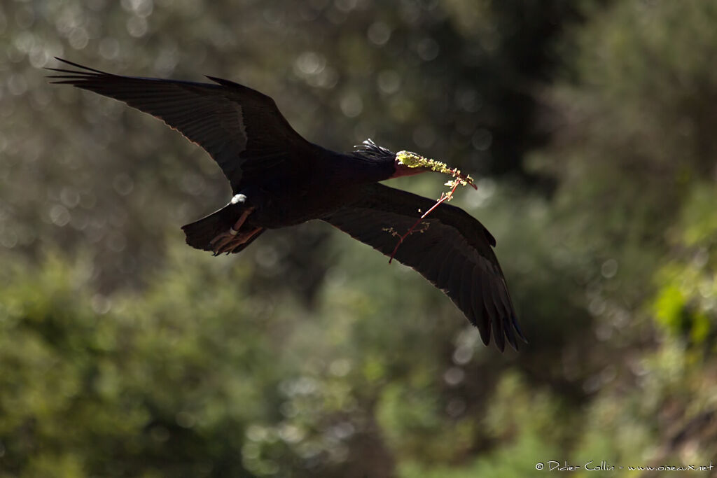 Northern Bald Ibisadult, Flight, Reproduction-nesting, Behaviour